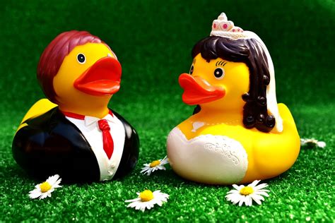 Rubber ducks,wedding,bride and groom,funny,marry - free image from needpix.com