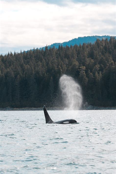 Icy Strait Point 1-Day Travel Guide | Whale Watching — LEVITATE STYLE