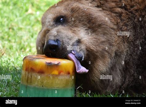 A Grizzly Bear is seen eating honey during his captivity at the ...