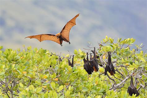 Flying foxes are facing extinction on islands across the world | New Scientist