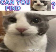 7 Bleh cat ideas | silly cats, silly cats pictures, cat memes