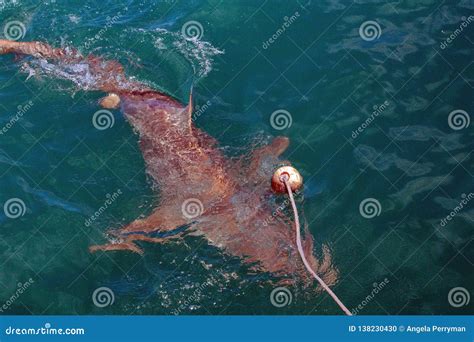 Copper Shark at the Surface Stock Photo - Image of copper, bronze: 138230430