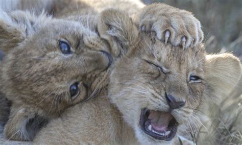 Stunning photos show playful cubs in wild to mark World Lion Day