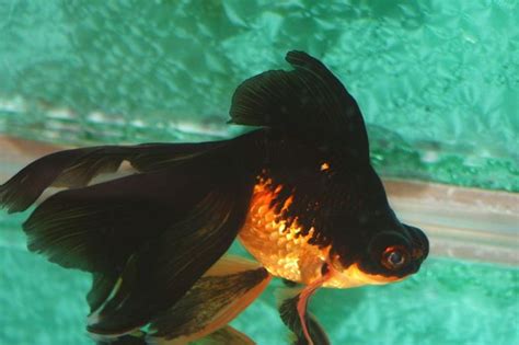 Goldfish Pictures and Gallery - Moor and Telescope Goldfish/blackmoor ...