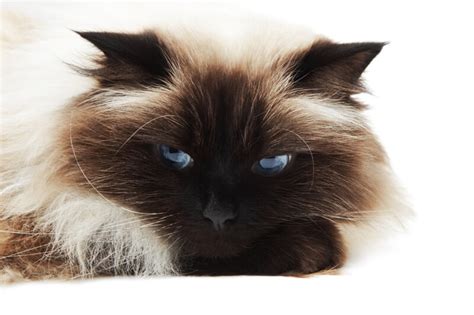 himalayan siamese cat personality - Sirena Montez