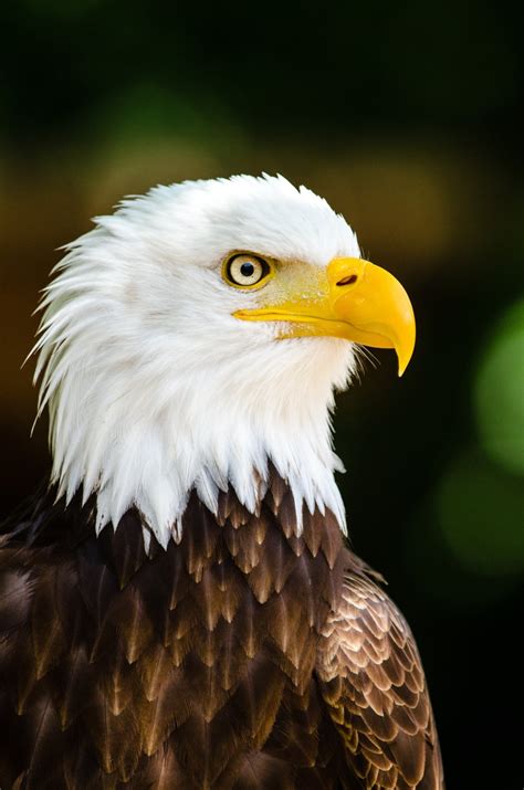 Bald eagle kicks off breeding season with greater population ...