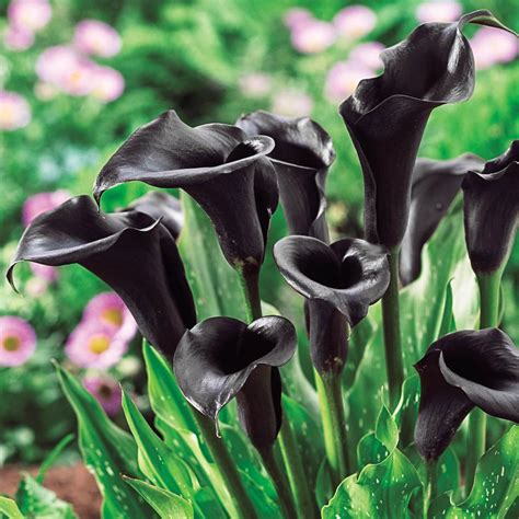 Breck's Dark Purple Flowers Odessa Calla Lily Bulbs (5-Pack)-88366 - The Home Depot