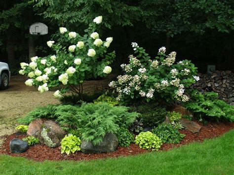 Hydrangea Trees - Knecht's Nurseries & Landscaping | Hydrangea landscaping, Hydrangea tree ...