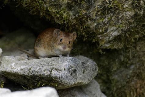 Woodland Vole Stock Photos, Pictures & Royalty-Free Images - iStock