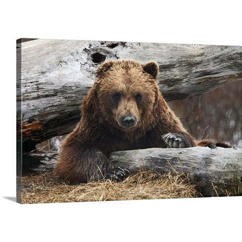 Great BIG Canvas | "Adult Brown Bear Rests On A Log At The Alaska ...