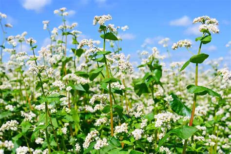 How to Grow Buckwheat Plant in Your Garden - The Daily Gardener