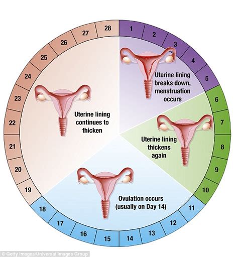 Menstrual Cycle Mood Swings | Decoration For Bathroom