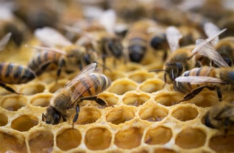 CORONA APICULTORES: LA CERA DE ABEJAS