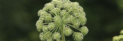 Angelica Seeds - Organic Varieties | Johnny's Selected Seeds