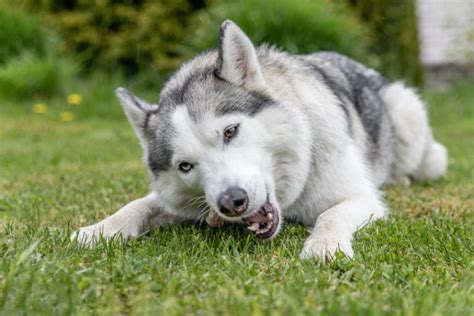 How Strong Is a Husky's Bite Force? PSI Measure & Facts | Pet Keen