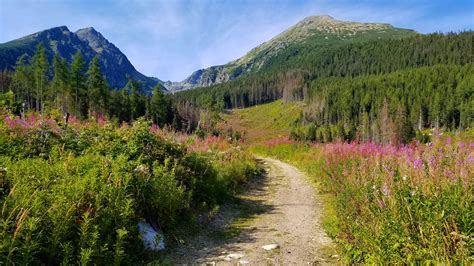 Alpine medow, Strbske Pleso, Vysoke Tatry, Slovakia : r/travelphotos