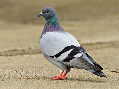 Rock Pigeon | Celebrate Urban Birds