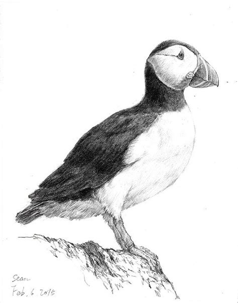 Original Bird Drawing Puffin drawing Pencil Bird Art Home Wall Decor | Bird drawings, Drawings ...