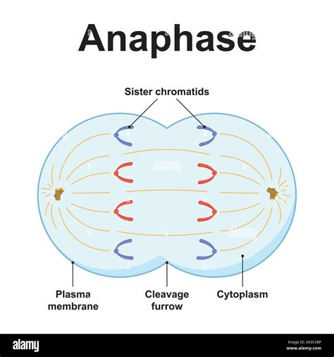 Scientific Designing of Anaphase. The Third Stage of Mitosis. Colorful ...