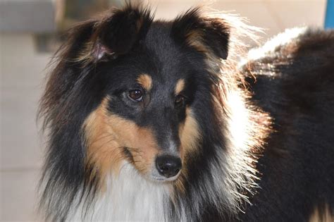 12 Things You Didn’t Know About The Miniature Collie | Your Dog Advisor