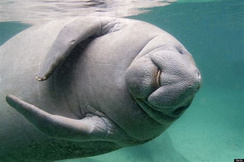 20 Photos Of Manatees Doing Manatee Things And Being Very Cute (PHOTOS ...