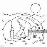 Giant Anteater Animal Coloring Page For Kids High Res Vector Graphic  sketch template