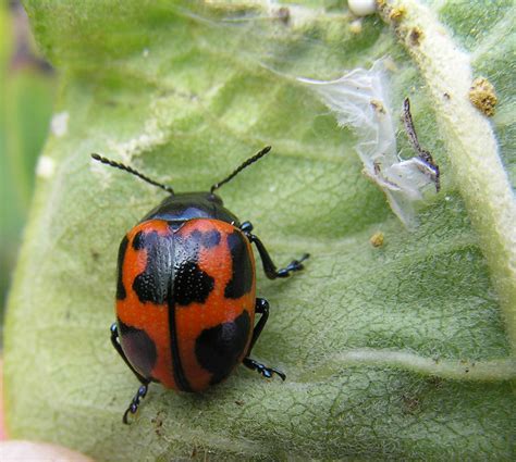 Big black and red beetle | (Mullerian mimicry?? ) | Flickr