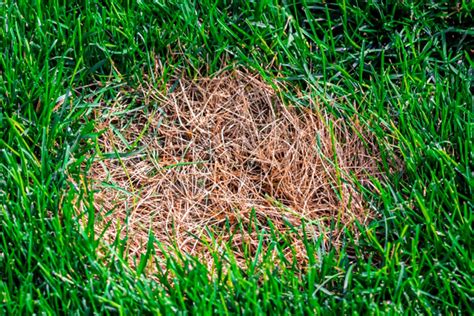 How to to Get Rid of Brown Patch Fungus on Grass