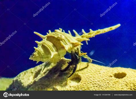 Cute Hermit Crab Paguroidea Shell Sand Blue Sea Background Stock Photo by ©kampwit 141244184