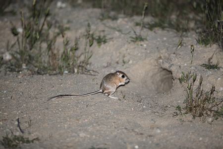 New Trip Report - Western USA - Mammal Watching