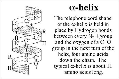 the alpha-helix's hydrogen bonds