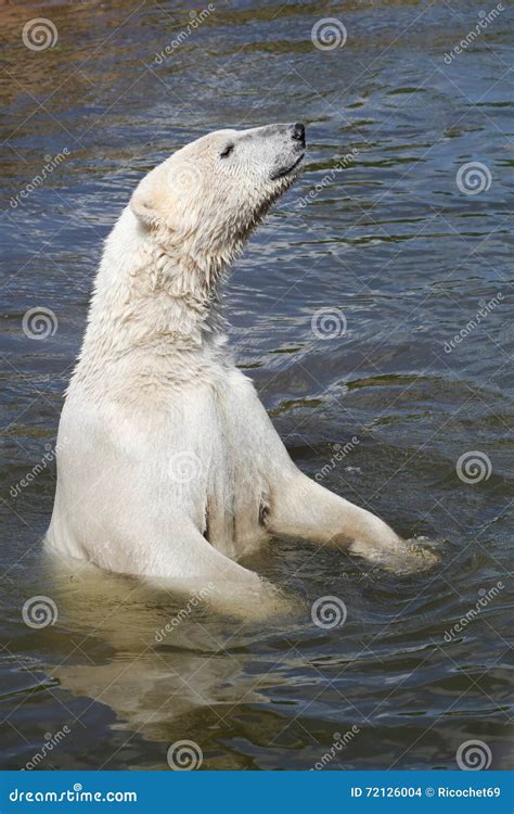 Polar bear in the water stock photo. Image of bear, snow - 72126004