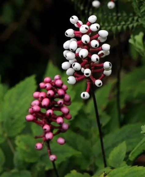 17 Striking Plants that Look Like Aliens | Balcony Garden Web