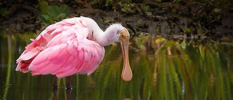 South Florida Wildlife Center