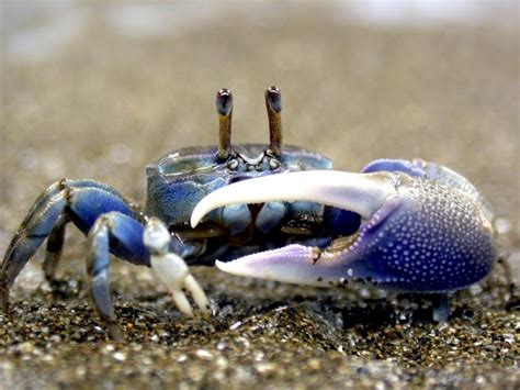 Fiddler Crab – "OCEAN TREASURES" Memorial Library