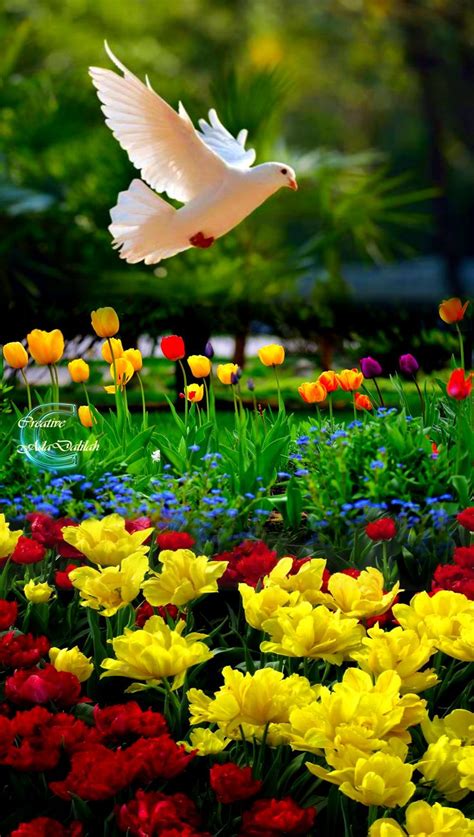 Flowers and Dove in 2024 | Nature photography flowers, Beautiful nature photography flowers ...