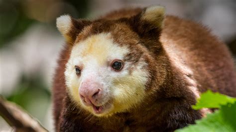 Matschie's Tree Kangaroo | San Diego Zoo Animals & Plants