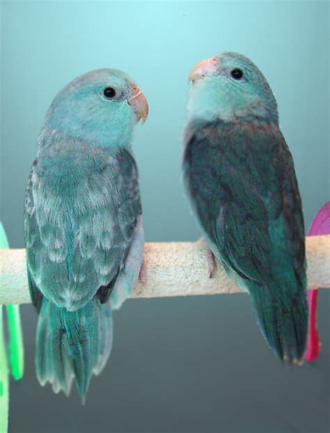 blue pied parrotlets | Parrotlet Babies