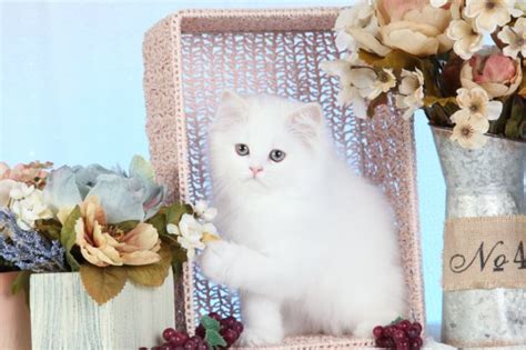 White Himalayan Kitten, Himalayan kittens for sale, Himalayans for sale, Himalayan breeders, Kim ...