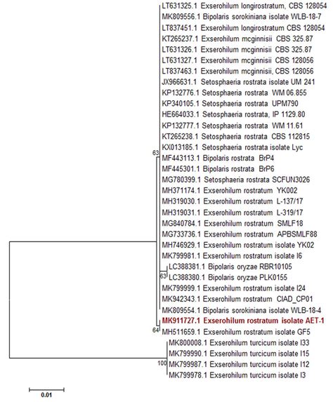 The phylogenetic tree illustrating the evolutionary relationship of ...