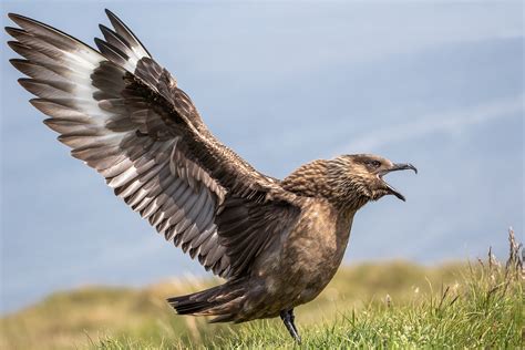 Great skua (Stercorarius skua) by Azph on DeviantArt