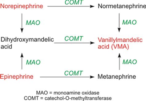 Norepinephrine, norepinephrine function and norepinephrine deficiency