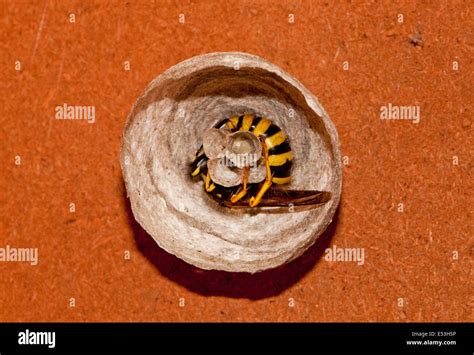 Queen Common Wasp building a nest Stock Photo - Alamy