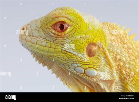 Albino Iguana / Iguana iguana Stock Photo - Alamy