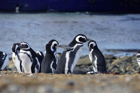 Monumento Natural Los Pingüinos cumplió 56 años - Diálogo Sur | Noticias y Opinión