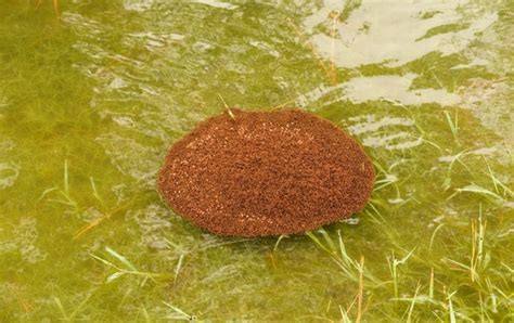 How Fire Ants Form Giant Rafts to Survive Floods - Scientific American