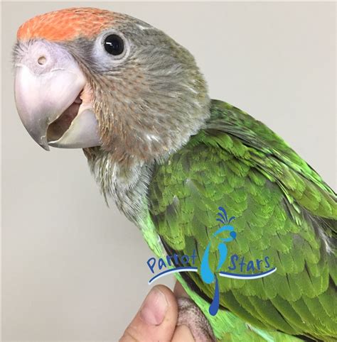 Cape Parrot - Male