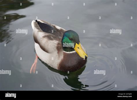 Male Mallard Duck swimming Stock Photo - Alamy