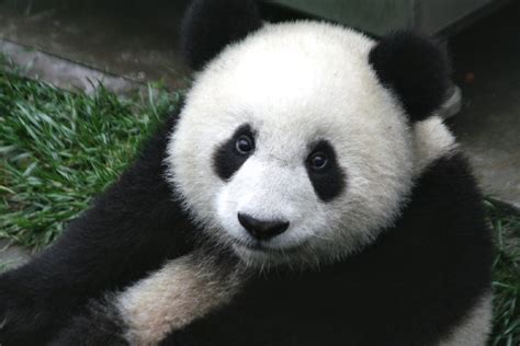 Panda, Géant, Noir et Blanc, Mignon Photo stock libre - Public Domain Pictures