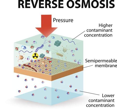 11 Examples Of Osmosis In Real Life – StudiousGuy